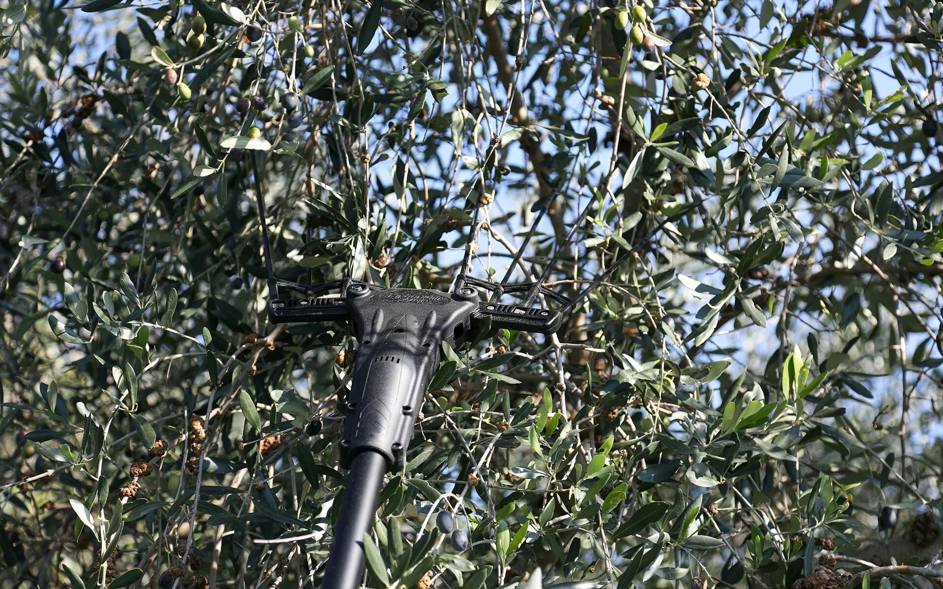 Zanon Karbonium X-Light Akülü Zeytin Silkme Makinesi